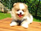 Satılık Pomeranian Boo Teddy Bear Yavrular
