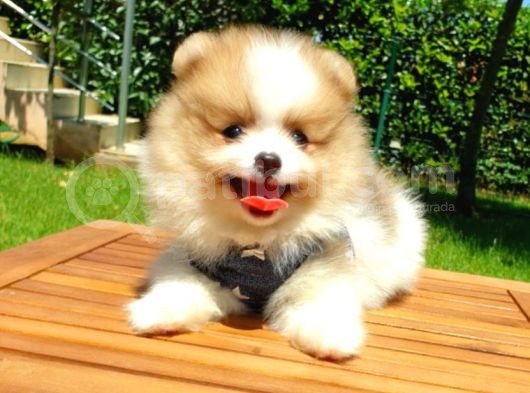 Satılık Pomeranian Boo Teddy Bear Yavrular görsel