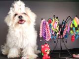 Terrier Değil Orjinal Maltes