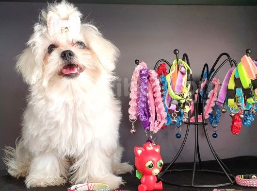 Terrier Değil Orjinal Maltes görsel