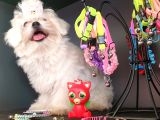 Terrier Değil Orjinal Maltes