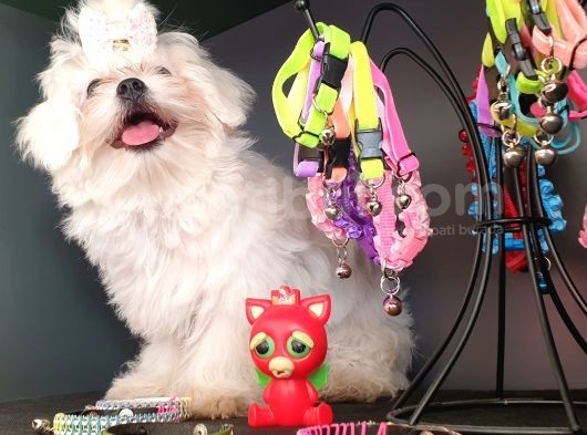 Terrier Değil Orjinal Maltes görsel