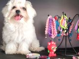Terrier Değil Orjinal Maltes