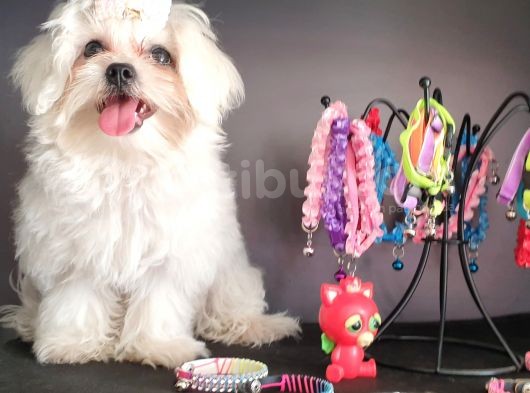 Terrier Değil Orjinal Maltes