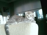 Scottish Fold Tabby