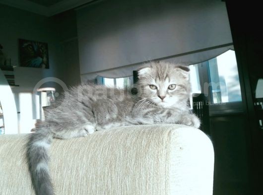 Scottish Fold Tabby