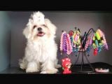 Maltese Terrier Yavrularımız