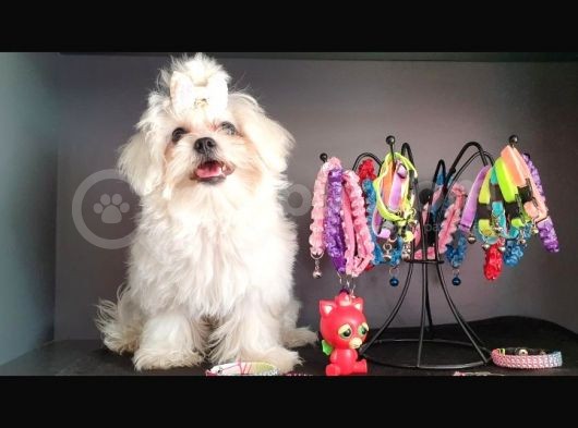 Maltese Terrier Yavrularımız görsel