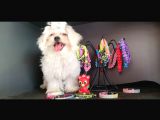 Maltese Terrier Yavrularımız