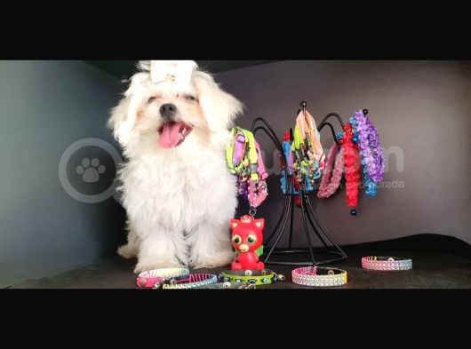Maltese Terrier Yavrularımız