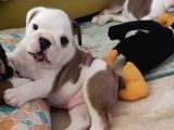 İngiliz Bulldog Yavrularım