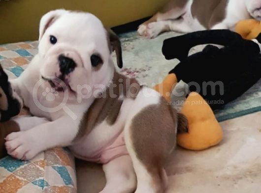 İngiliz Bulldog Yavrularım görsel