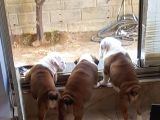 İngiliz Bulldog Yavrularım