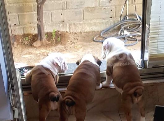 İngiliz Bulldog Yavrularım görsel