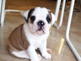 İngiliz Bulldog Yavrularım