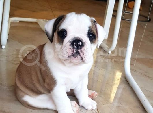İngiliz Bulldog Yavrularım