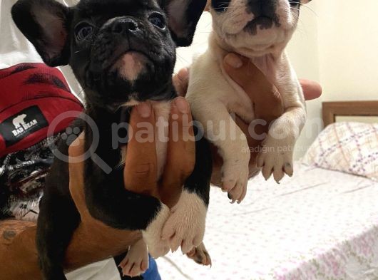 French Bulldog