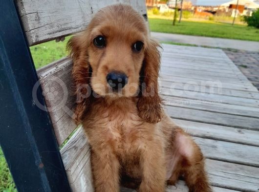 American Cocker
