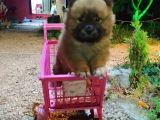 Chow Chow