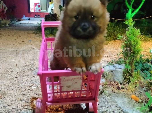 Chow Chow