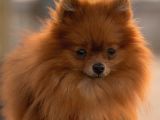 Pomeranian Boo