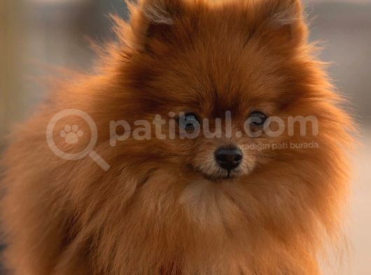 Pomeranian Boo