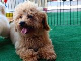 Türkiyenin Her Yerine Teslim Edilir Poodle