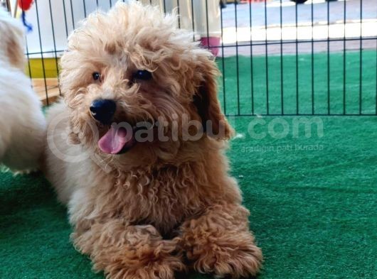 Türkiyenin Her Yerine Teslim Edilir Poodle görsel