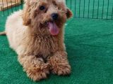 Türkiyenin Her Yerine Teslim Edilir Poodle