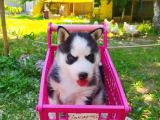 Husky Sibirya Kurdu