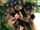 Yorkshire Terrier