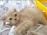 Scottish Fold Cream