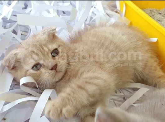 Scottish Fold Cream