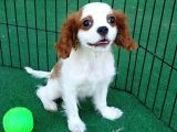 Cavalier King Charles
