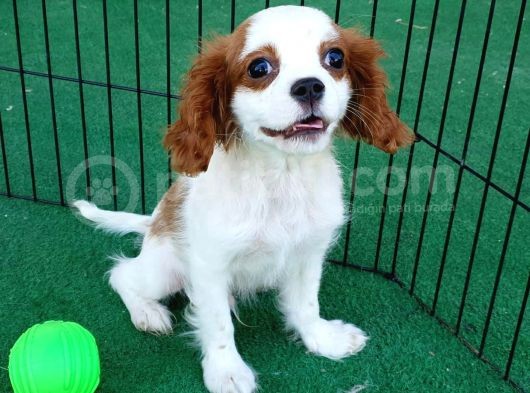 Cavalier King Charles