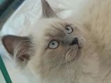 British Longhair BluePoint