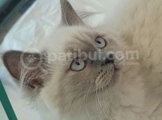 British Longhair Bluepoint