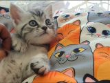 British Shorthair  Whiskas