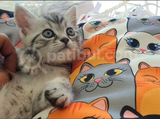 British Shorthair  Whiskas