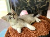 British Shorthair  Whiskas