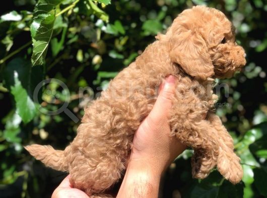 Red Toy Poodle  Dişi Erkek Mevcut Scrli Var Scrsiz Var