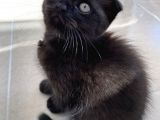 Scottish Fold Yavrular