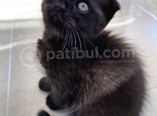 Scottish Fold Yavrular görsel