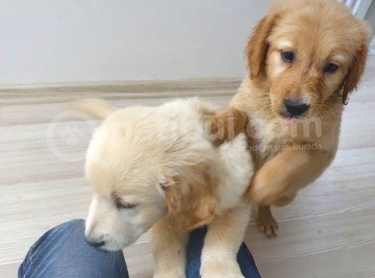 Aşılı Çipli Ve Pasaportlu Bir Dişi Bir Erkek görsel