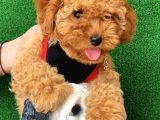 Safkan Macar Toy Poodle Yavrularımız