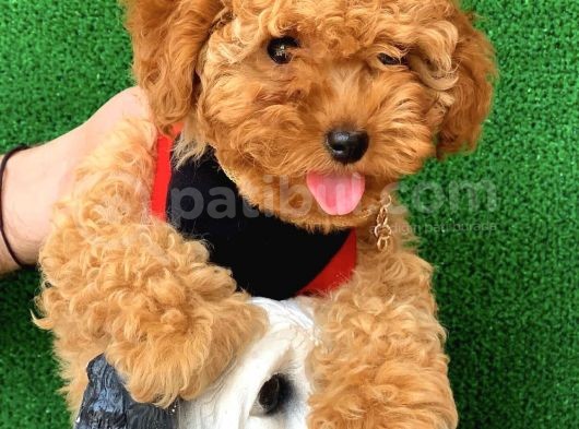 Safkan Macar Toy Poodle Yavrularımız görsel