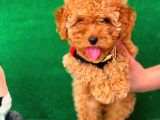 Safkan Küt Burun Toy Poodle Kizimiz