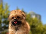 Micro Maltipoo Bebekler