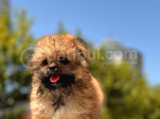 Micro Maltipoo Bebekler görsel