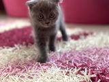 Scottish Fold Yavruları